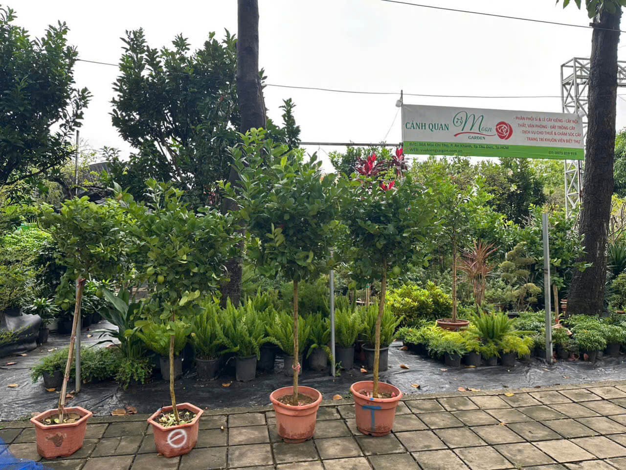 Cây Chanh Mỹ Đẹp – Cung Cấp & Trồng Tại TPHCM | Vựa Kiểng Sài Gòn