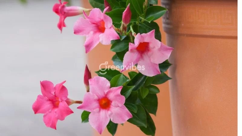 Hoa hồng anh là cây thân leo, ưa nắng, thu hút may mắn tài lộc - Greenvibes
