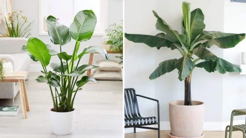 Cây chuối cảnh mang nhiều ý nghĩa phong thủy tốt đẹp