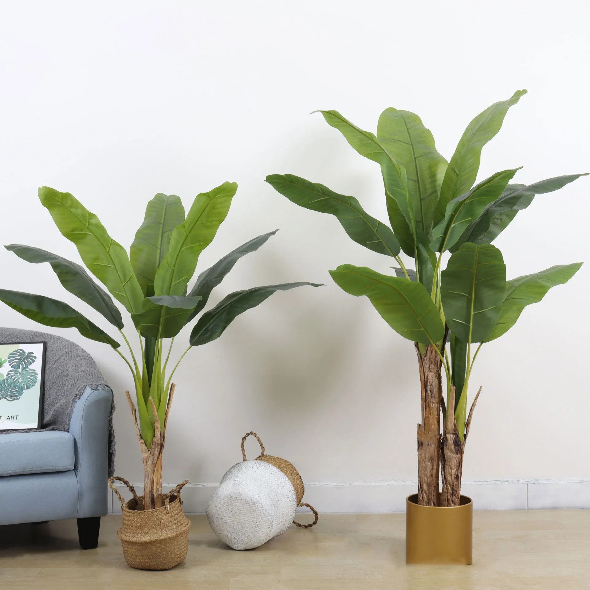 Cây chuối cảnh giúp không gian sinh sống của bạn thêm phần thoáng đãng, trong lành