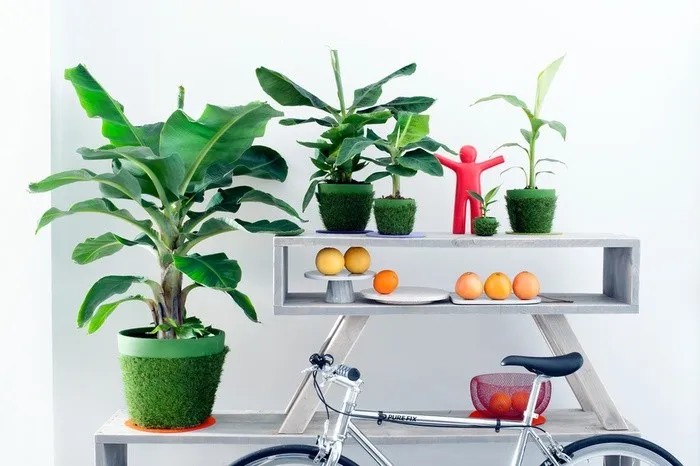 Chuối cảnh mini được nhiều người săn lùng