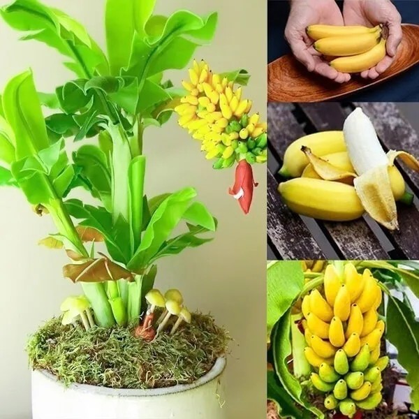 Quả cây chuối cảnh mini có thể ăn được, vị ngọt thanh dễ chịu
