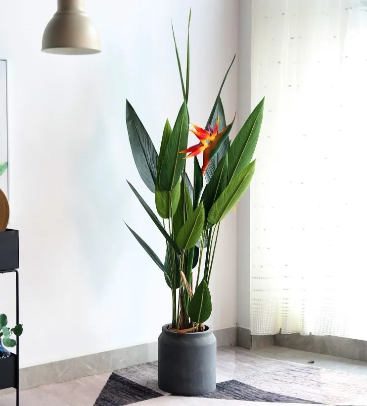 Hoa chuối mỏ két có màu đỏ, pha lẫn sắc cam vàng