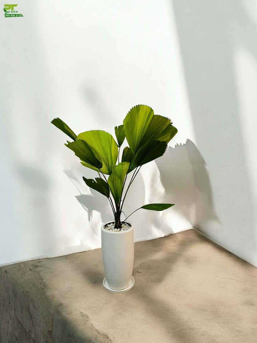 Chậu Cọ Nhật