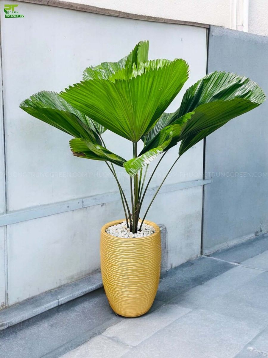 Cây Cọ Nhật trang trí