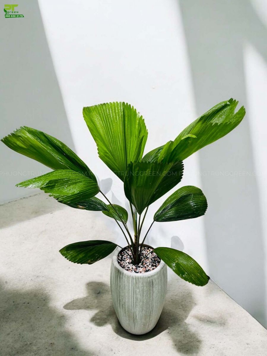 Chậu Cọ Nhật đẹp