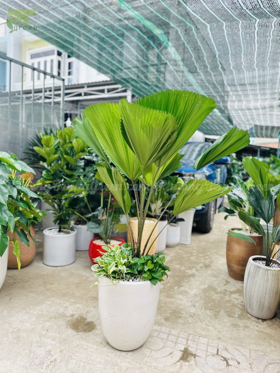 Cây Cọ Nhật xanh tốt