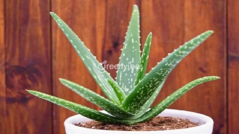 Cây lô hội với nhiều công dụng hữu ích - Greenvibes