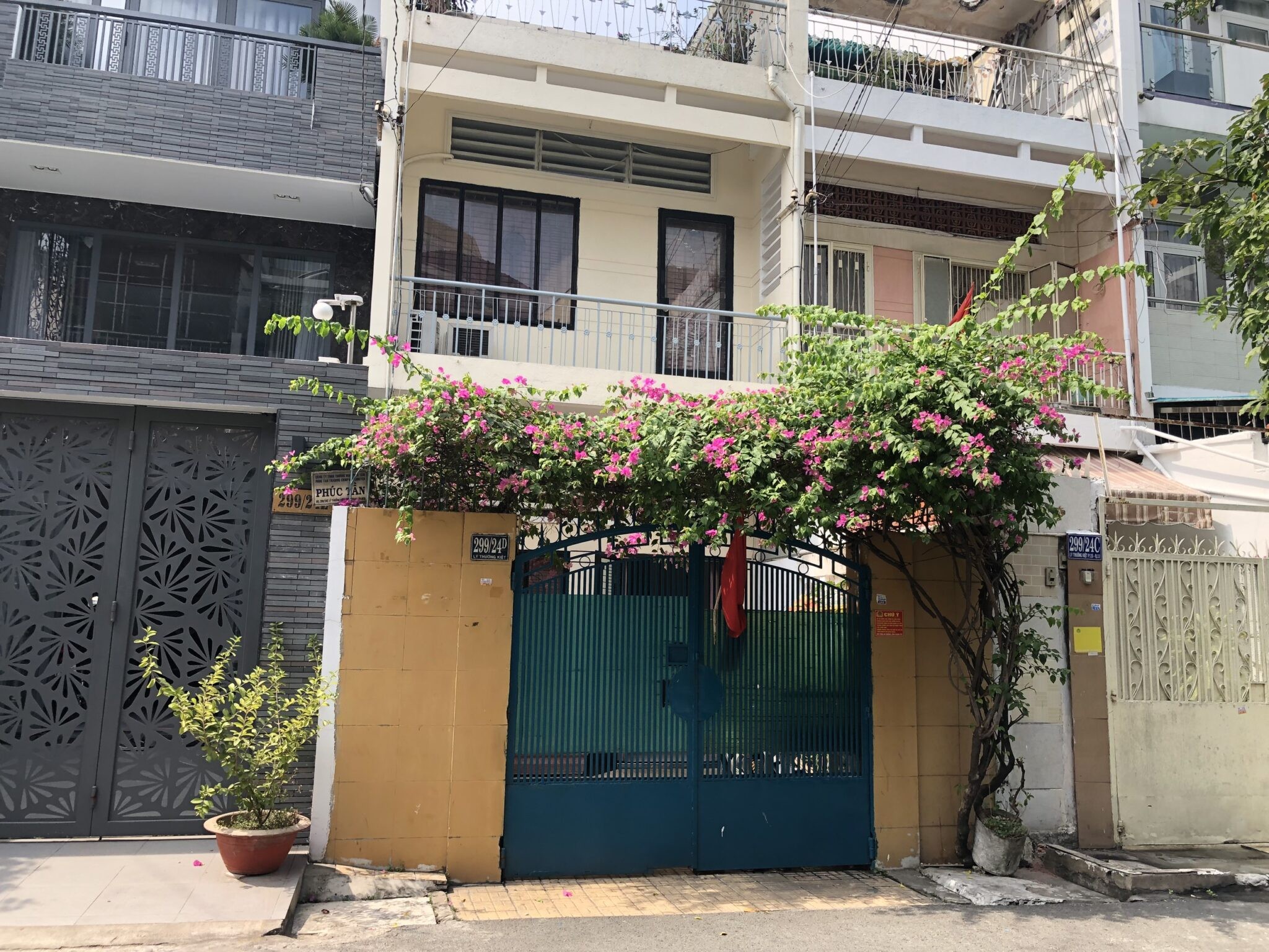 Cành hoa giấy đang được giâm trong đất