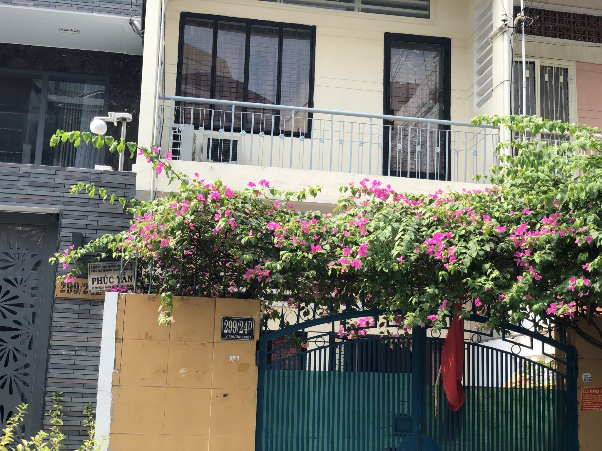 Cây hoa giấy leo quấn quanh cổng với hoa nở rộ