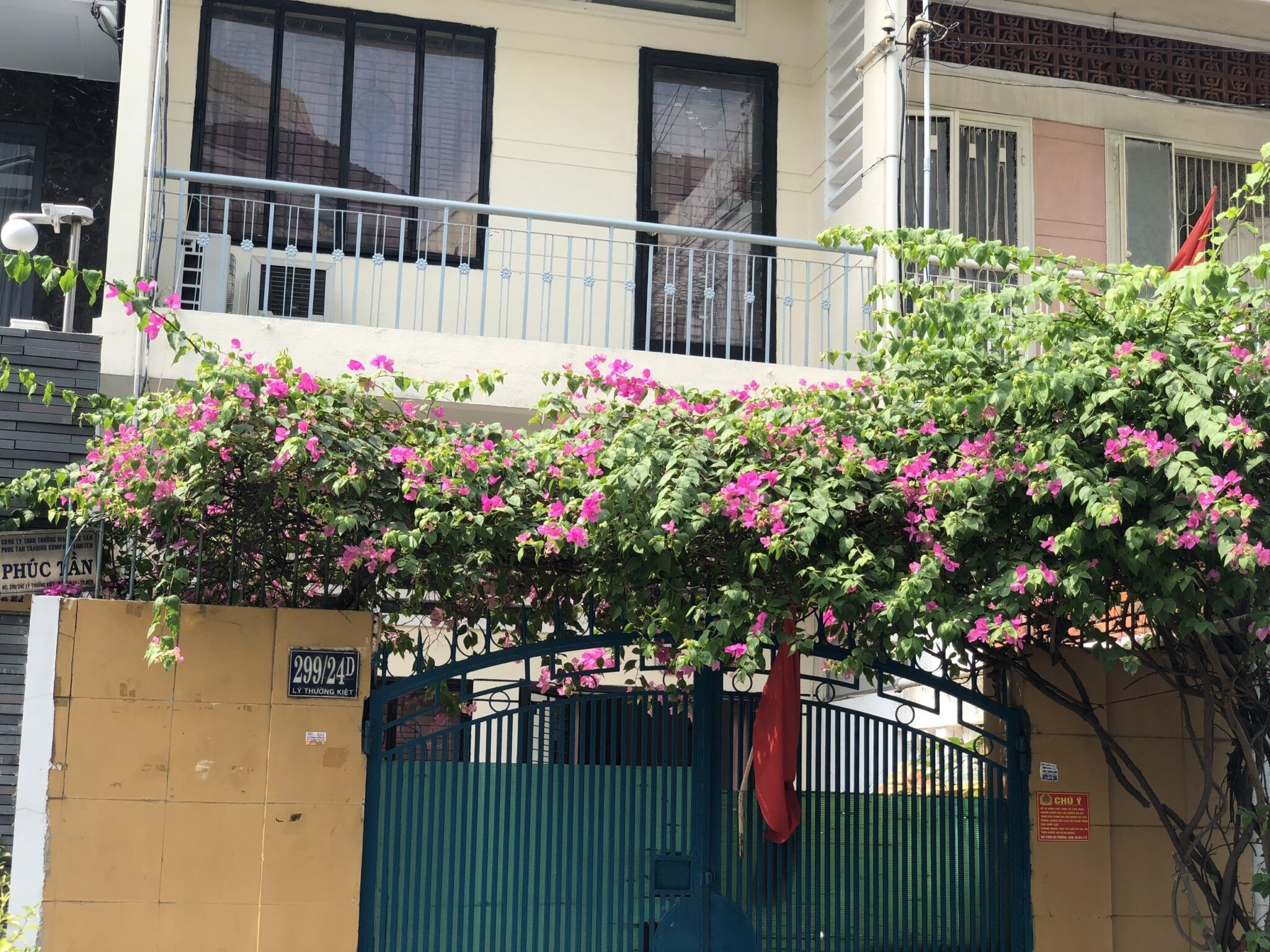 Cây hoa giấy leo được trồng thành giàn dài