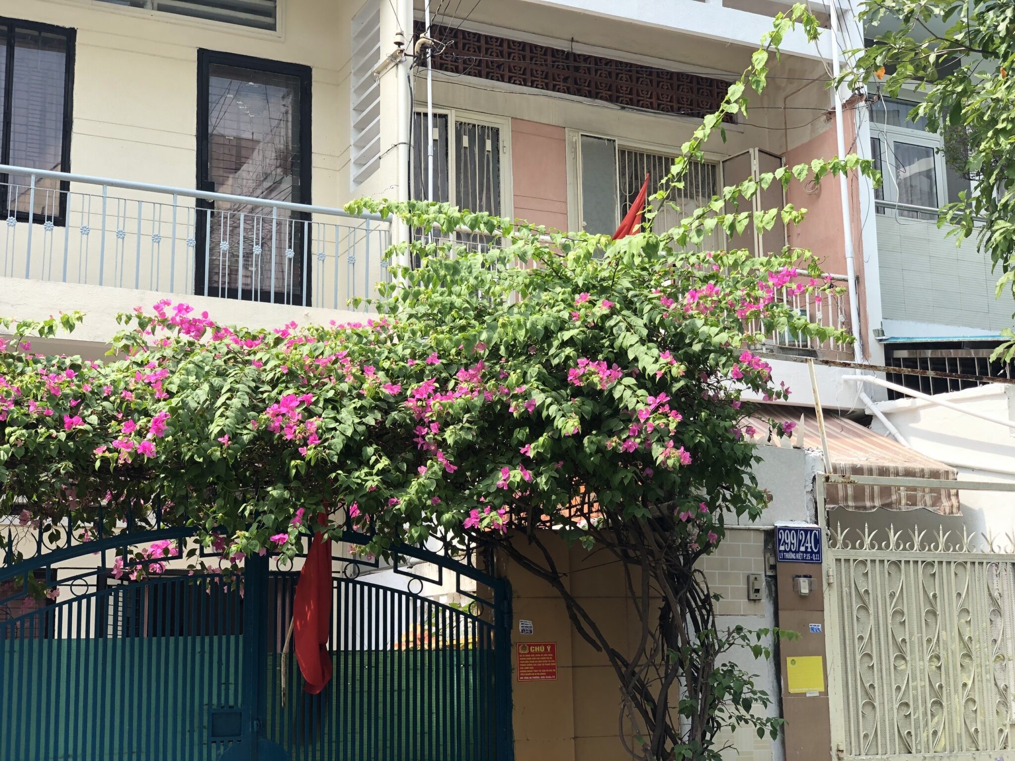 Cây hoa giấy leo nở hoa rực rỡ trên hàng rào