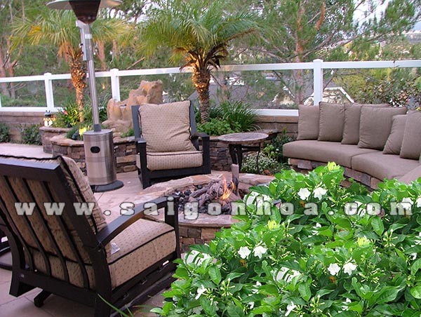 cay hoa lai tay cay hoa ngoc but trong patio