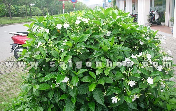 cay hoa lai tay lai trau trong duong pho