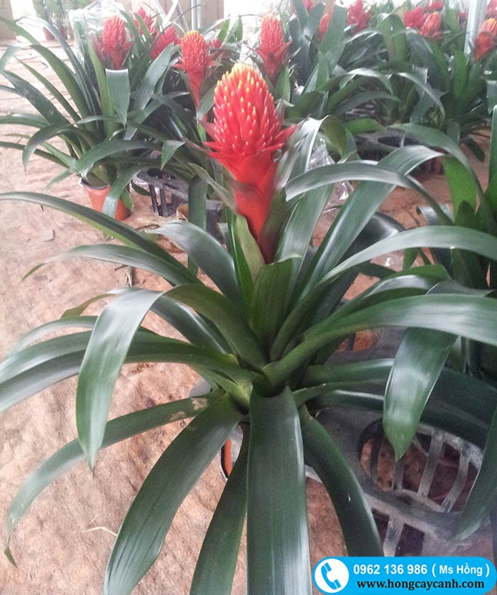Cây hoa Lan Đuốc đỏ.