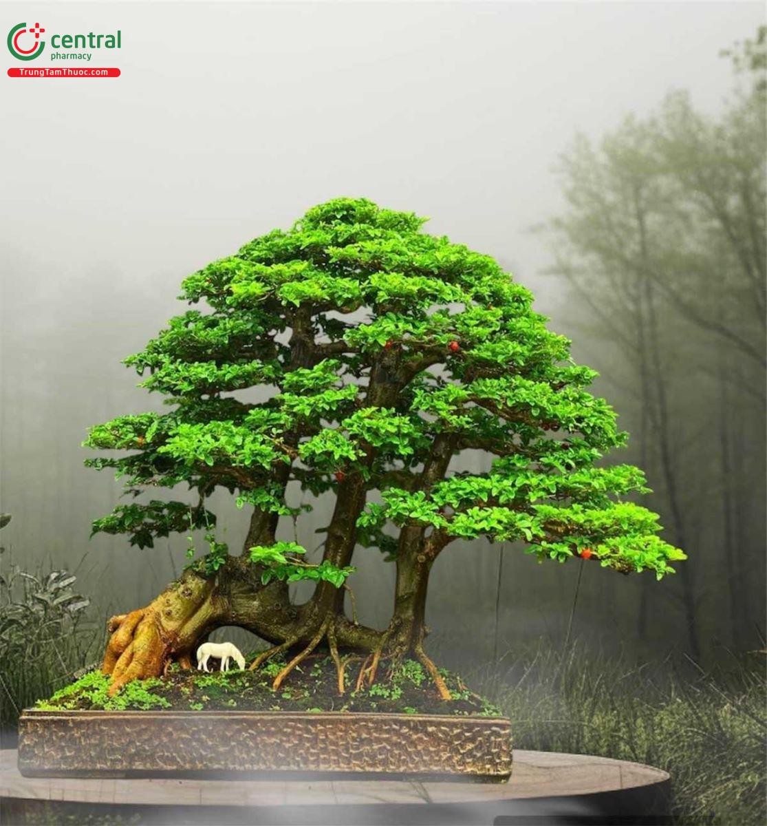 Cây Kim Quýt