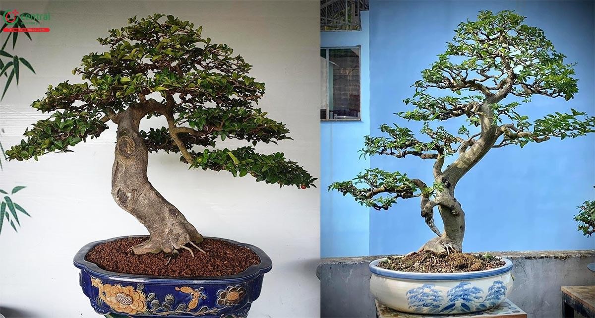 Hình ảnh cây Kim Quýt bonsai đẹp