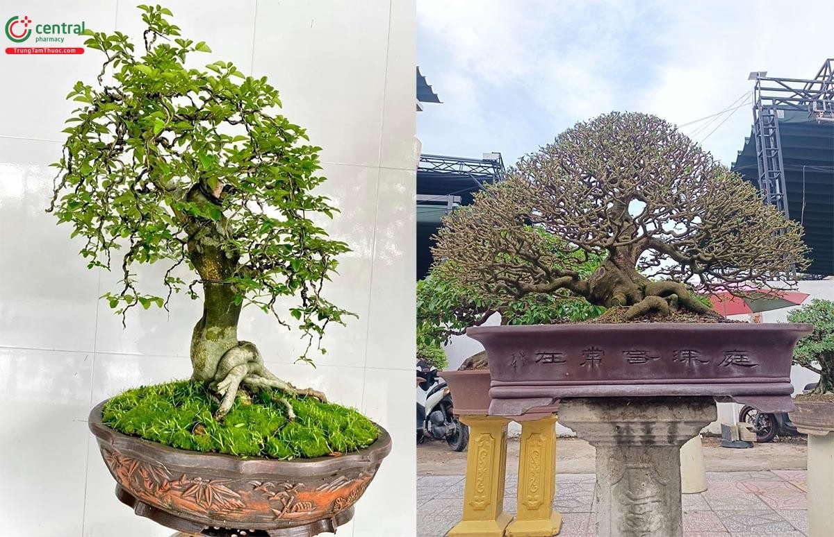 Hình ảnh cây Kim Quýt bonsai đẹp
