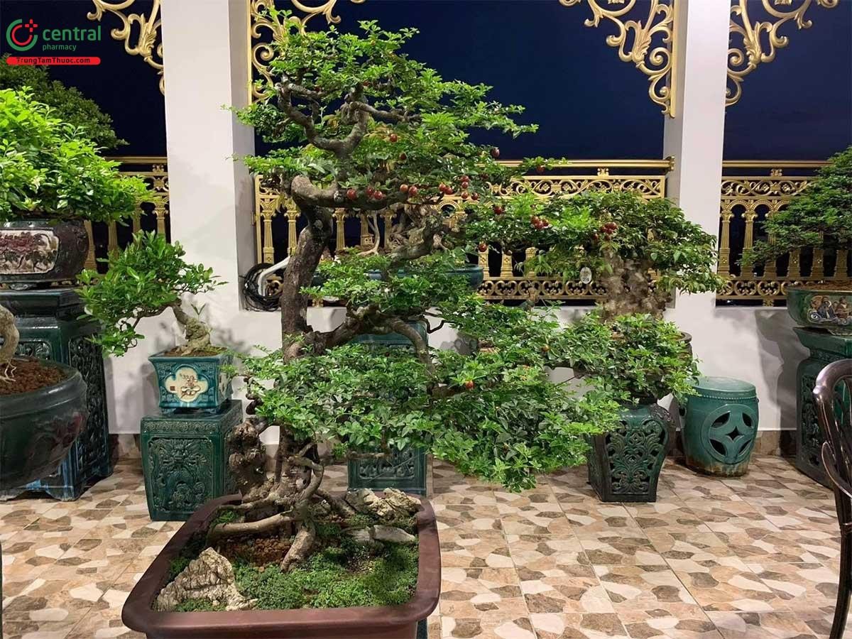 Hình ảnh cây Kim Quýt bonsai đẹp