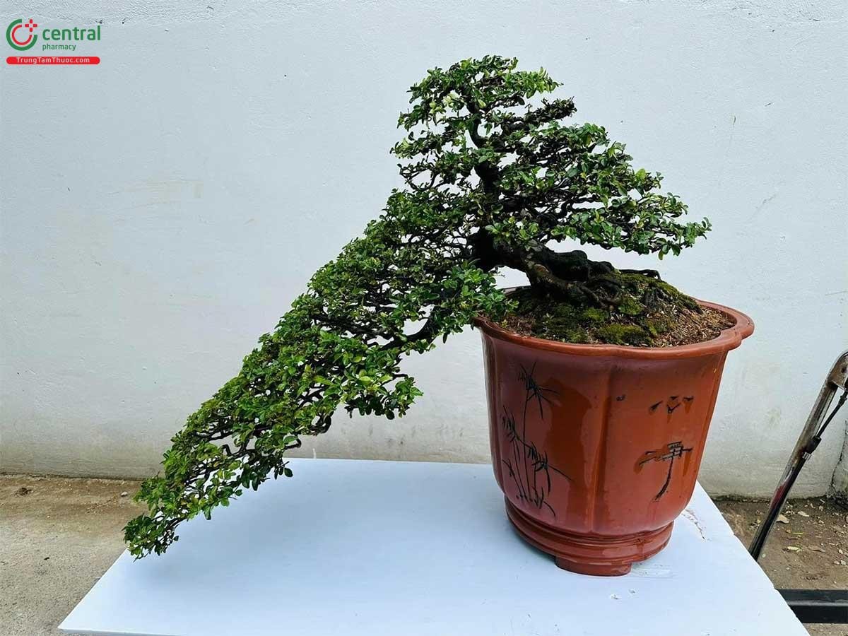 Hình ảnh cây Kim Quýt bonsai đẹp