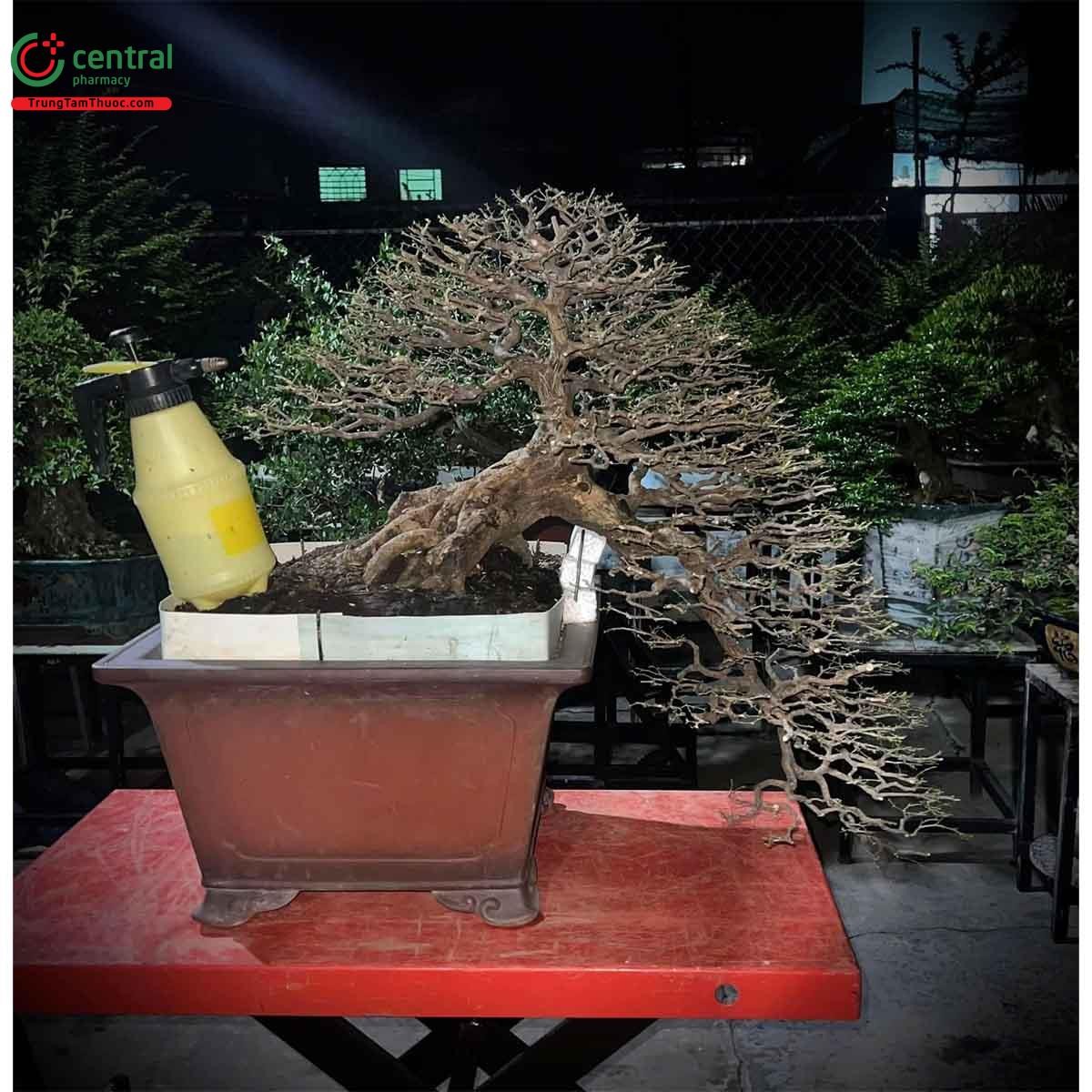 Cây Kim quýt