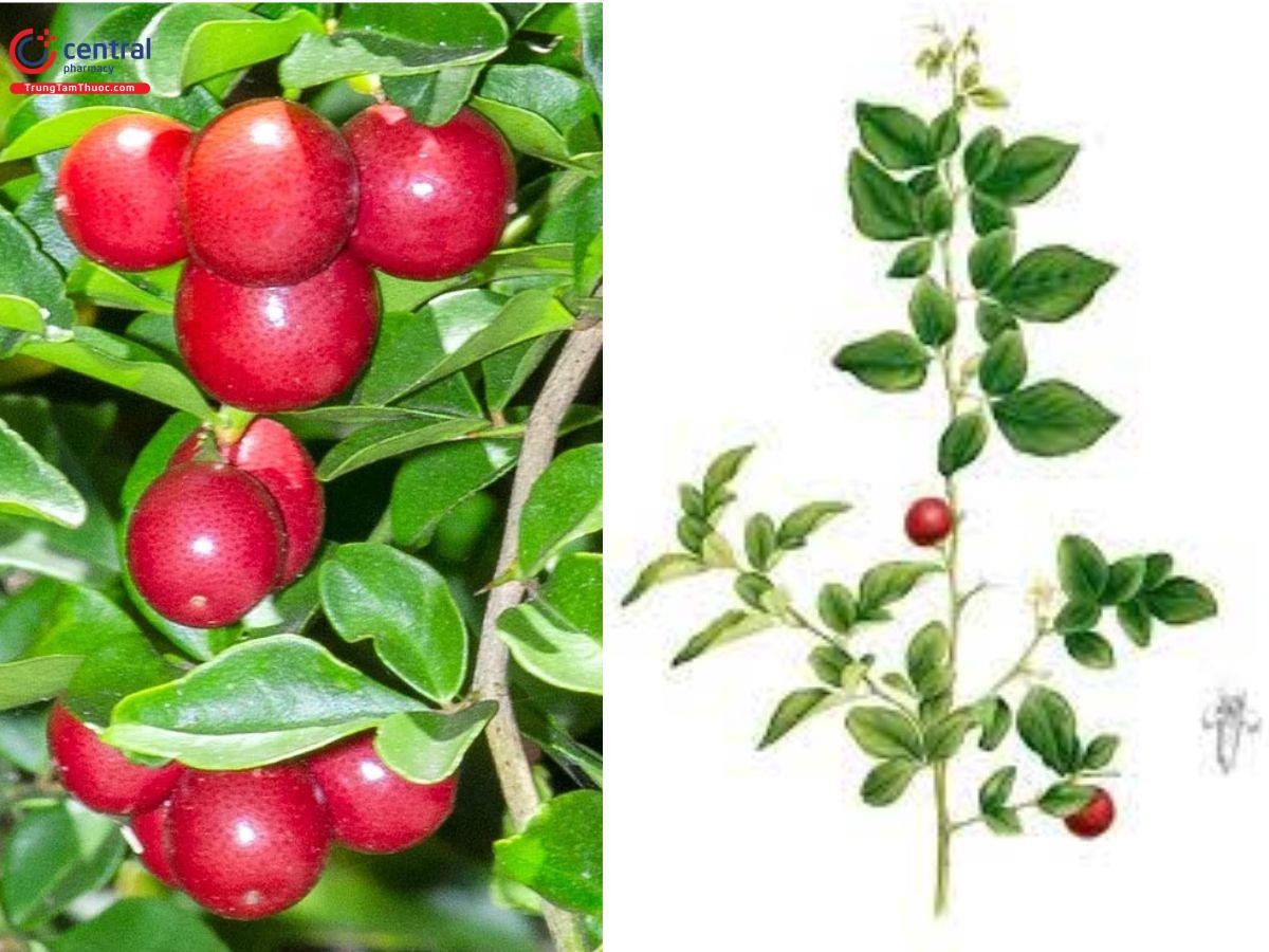 Hình ảnh cây Kim Quýt