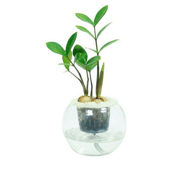 Cây kim tiền thủy canh với sỏi trắng rất hợp với người mệnh Thủy