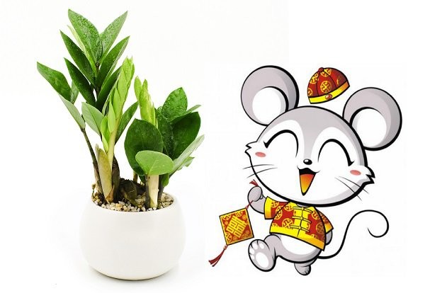 Người tuổi Tý nên trồng cây kim tiền để hỗ trợ tài chính và tinh thần
