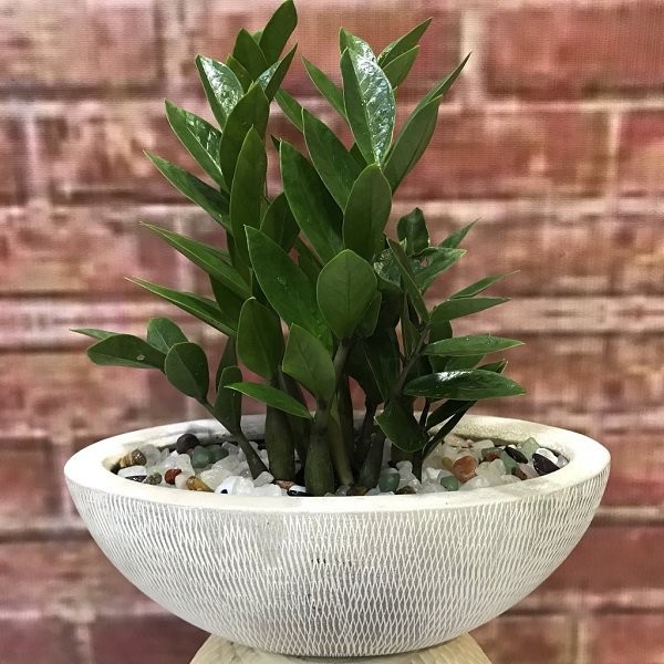 Người mệnh Kim, Thổ nên trồng cây kim tiền trong chậu sứ với sỏi trắng hoặc vàng