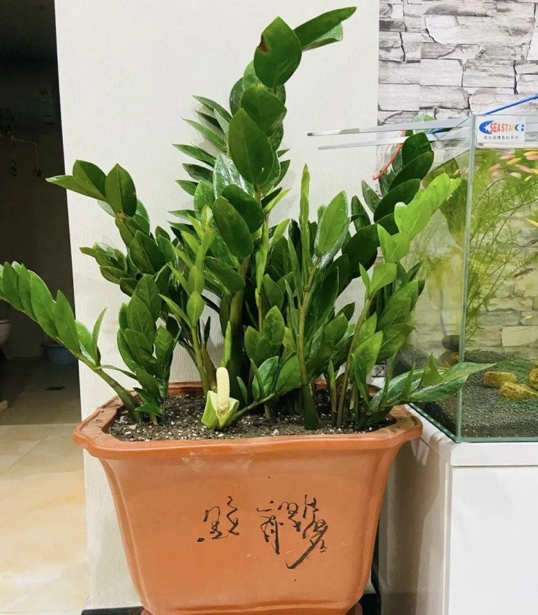 Cây Kim Tiền: Chọn Mệnh Đúng, Đặt Đúng Vị Trí, Thu Hút Tài Lộc Về Nhà cay kim tien hop voi nguoi menh nao nhat trong dung cach tai loc chi co vao ma khong ra 8b2e8e9bd8d34e97ae56ed06f6ac9f88noop 1687608086 572 width780height892 1