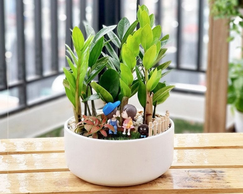 Cây kim tiền đặt trên bàn làm việc mang lại cảm giác thư giãn và thúc đẩy tài lộc.