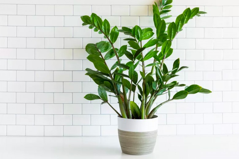 Trồng cây kim tiền đúng cách sẽ mang lại may mắn và tài lộc.