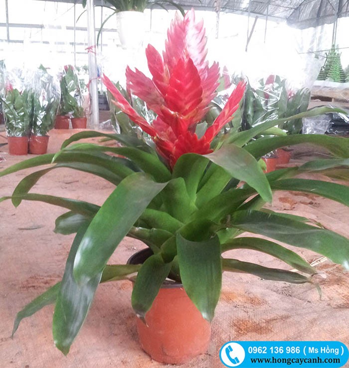 Cây Lan Đuốc đặt trong phòng làm việc.