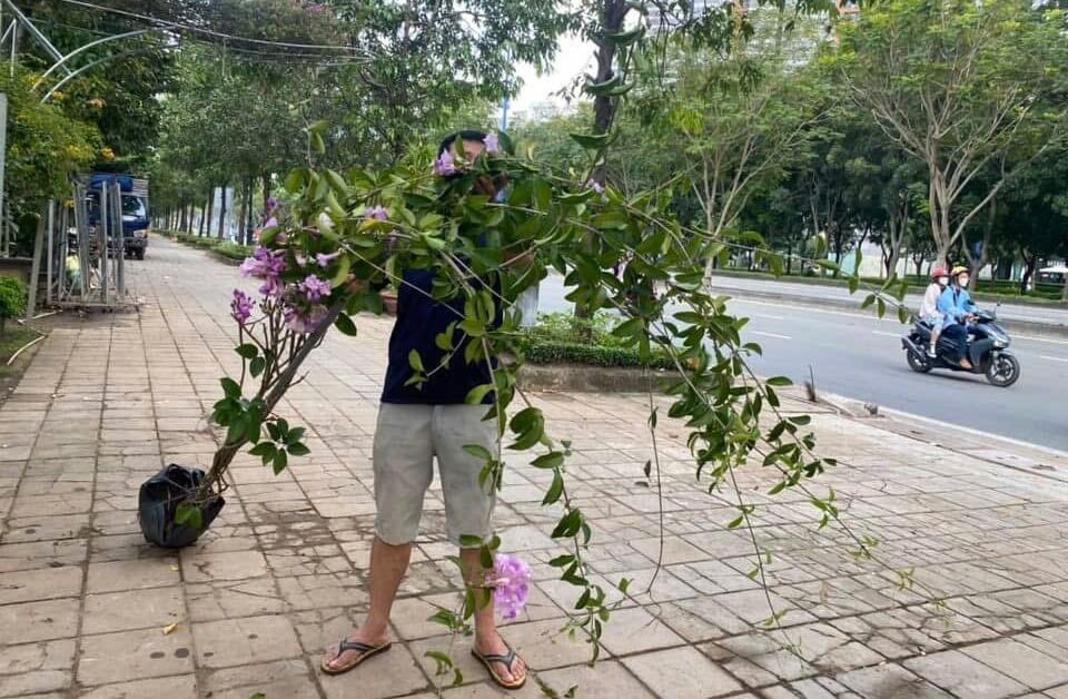 Cây Lan Tỏi