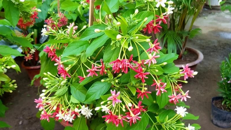 Cây hoa giun thuộc họ thân leo, chịu hạn và chịu nhiệt tốt - Greenvibes