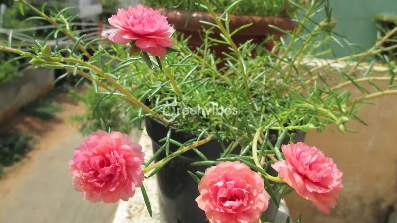 Hoa mười giờ với hoa rực rỡ nở vào buổi sáng - Greenvibes