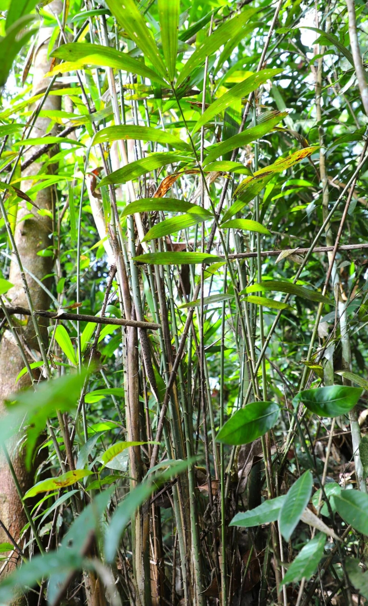 Cây mây, thuộc họ Poaceae