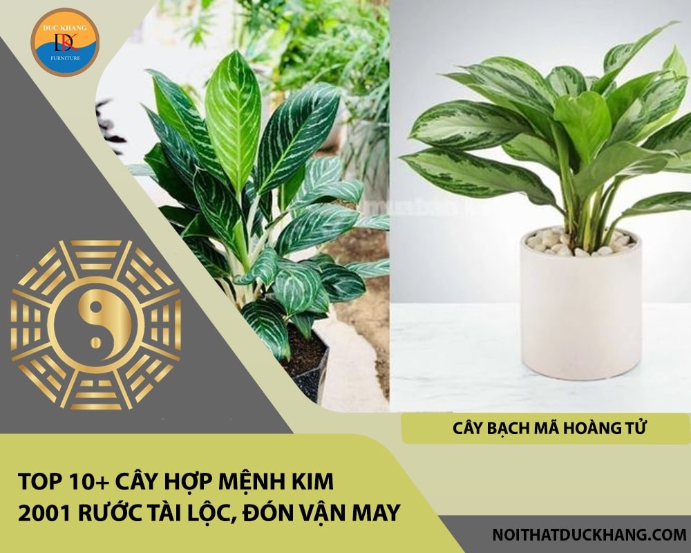 Cây Bạch Mã Hoàng Tử mang lại sự thanh lịch và may mắn