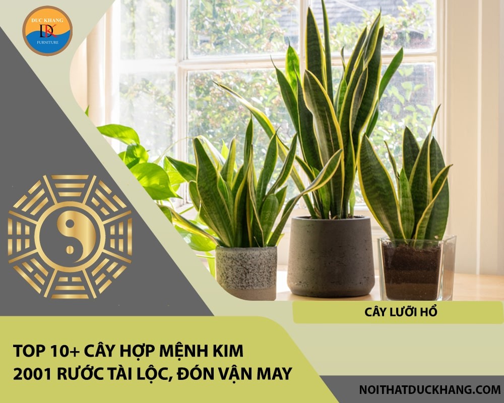 Cây Lưỡi Hổ thể hiện sự mạnh mẽ và xua đuổi tà khí