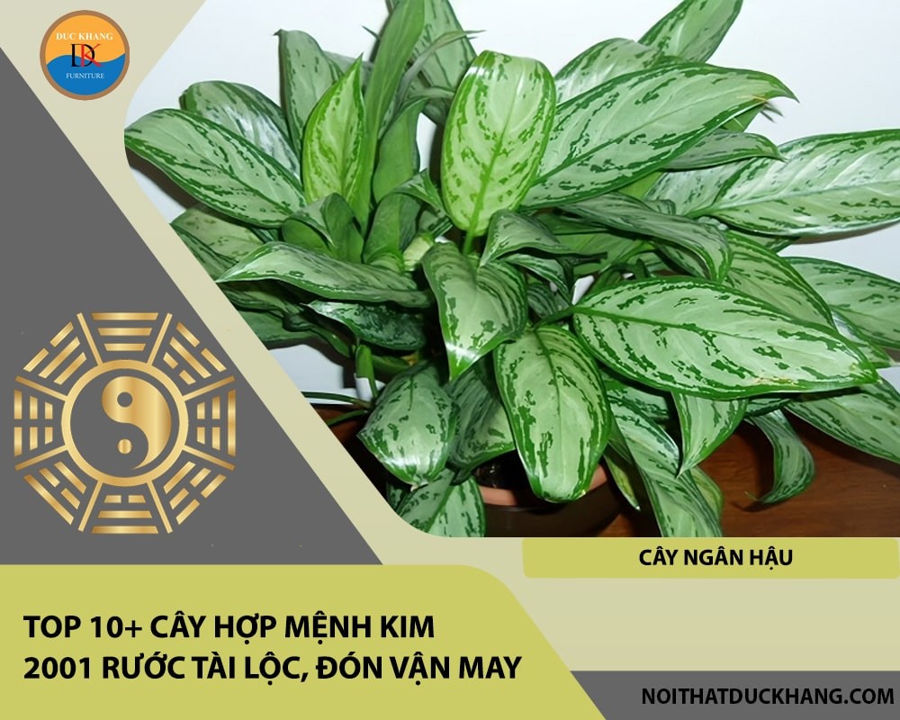 Cây Ngân Hậu mang lại sự giàu sang, phú quý và hài hòa