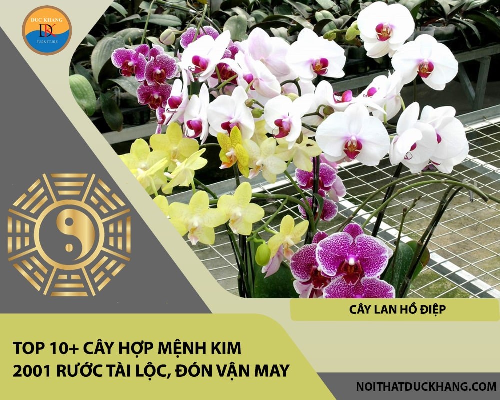 Cây Lan Hồ Điệp tượng trưng cho sự giàu có và thịnh vượng