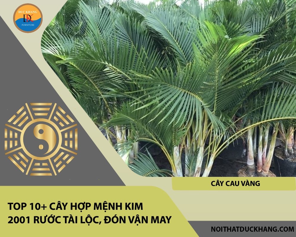 Cây Cau Vàng mang lại may mắn và sự phát triển