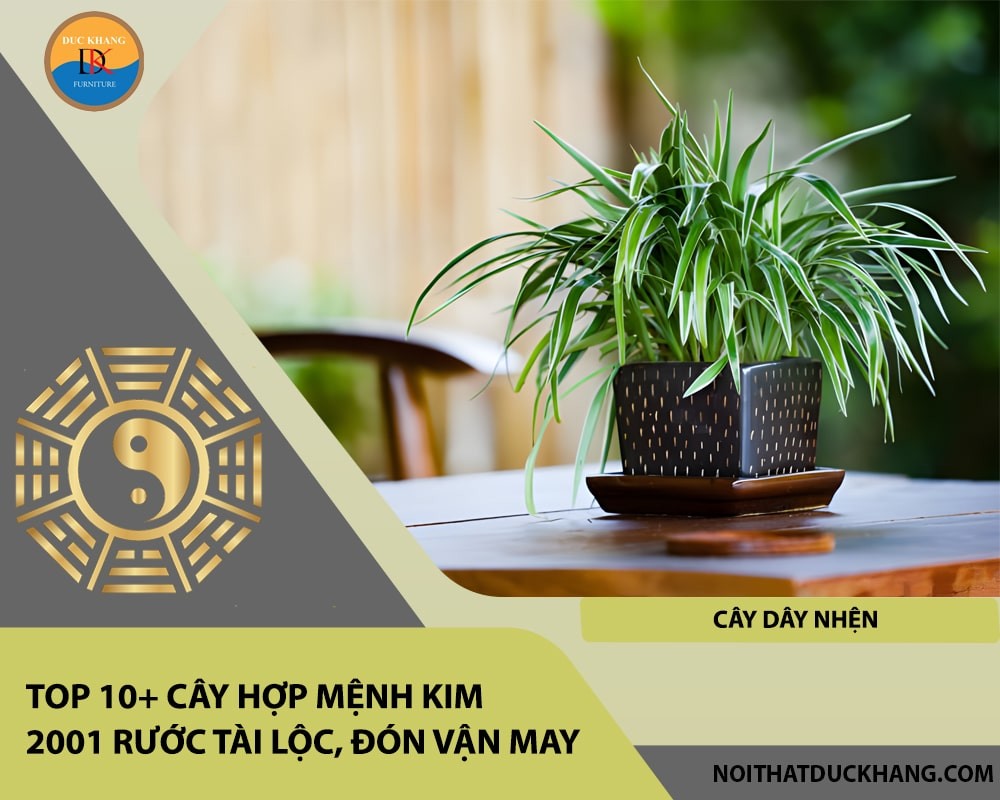 Cây Dây Nhện mang lại may mắn và tài lộc