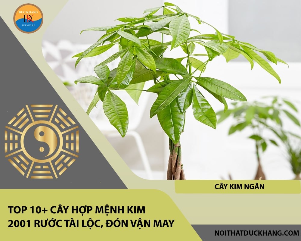 Cây Kim Ngân tượng trưng cho tài lộc và may mắn