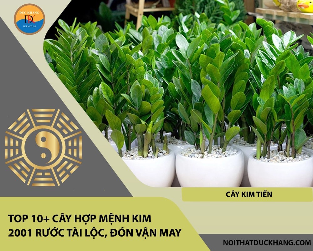 Cây Kim Tiền mang lại may mắn về tiền bạc và sự nghiệp