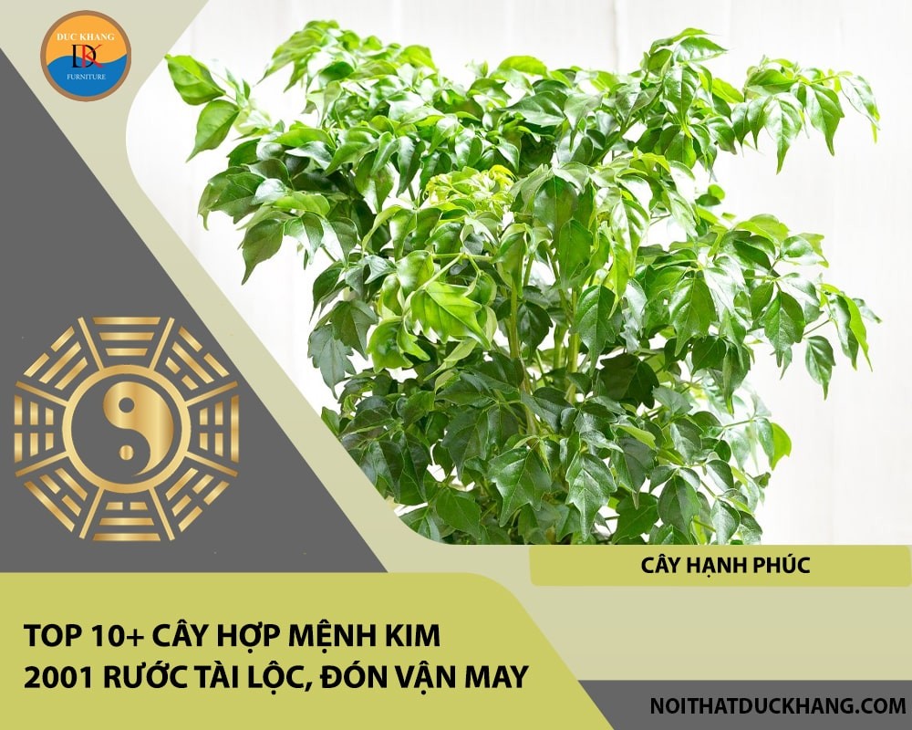 Cây Hạnh Phúc mang lại niềm vui, hạnh phúc và tài lộc