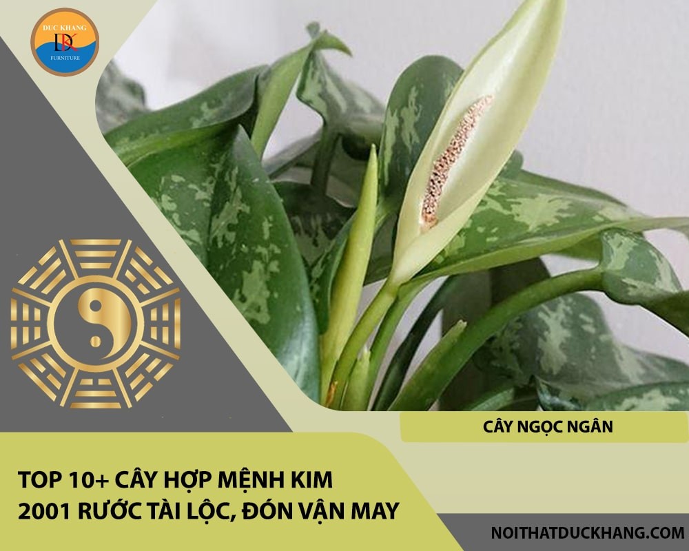 Cây Ngọc Ngân tượng trưng cho sự giàu có và may mắn