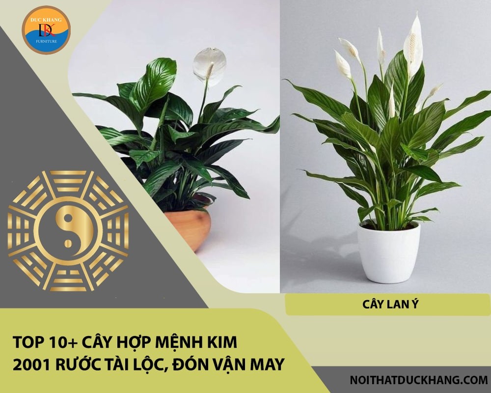 Cây Lan Ý mang lại may mắn, tài lộc và sự bình an