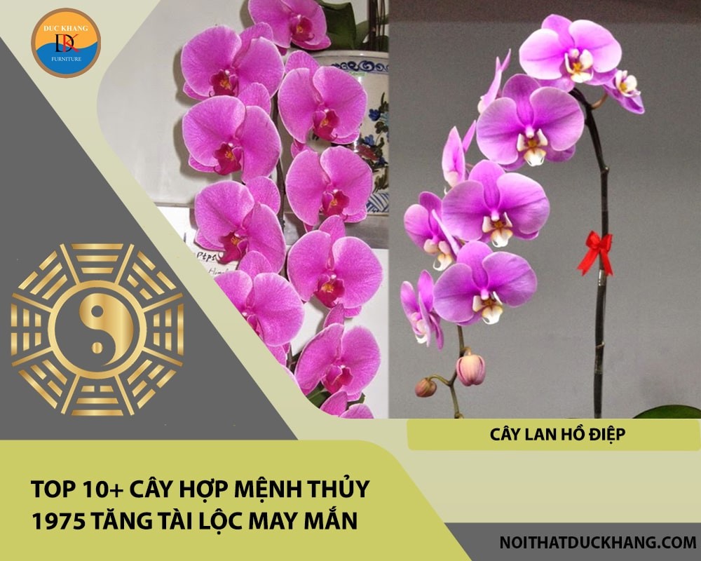 Cây lan hồ điệp thu hút tài lộc và may mắn