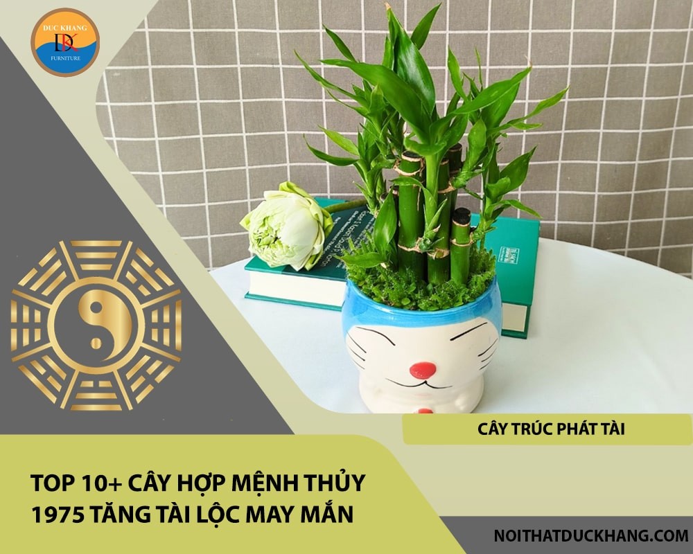 Cây trúc phát tài phù hợp cho người mệnh Thủy